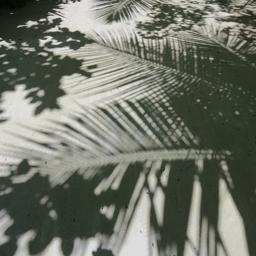 PALM TREE SHADOWS