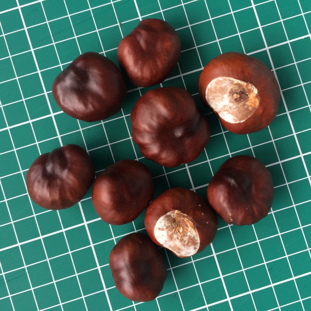 Conkers !