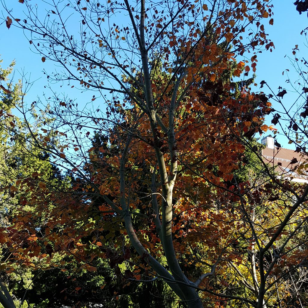 Trees