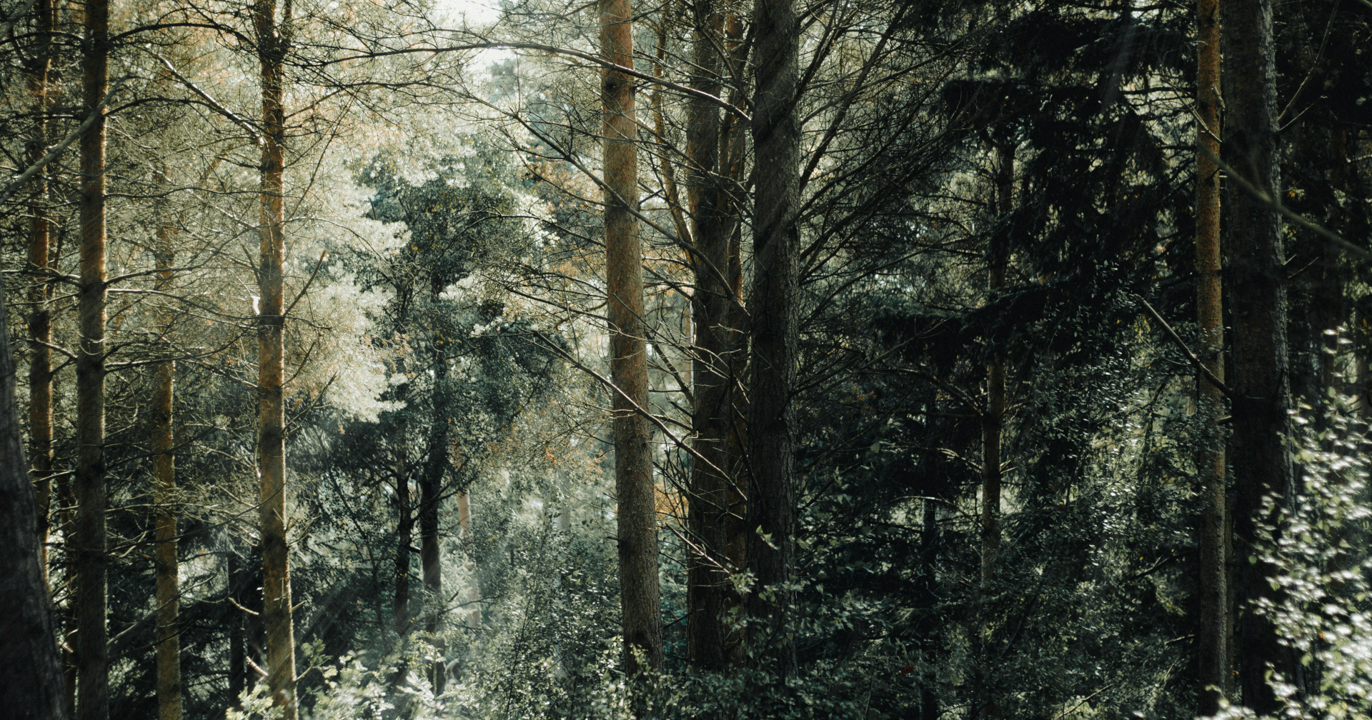 Positive Environmental Impact